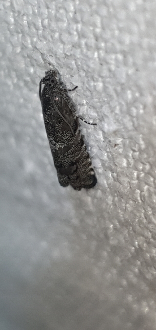 Pammene splendidulana  - Melchior Viallet