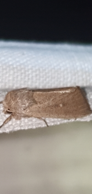 Mythimna sicula  - Melchior Viallet