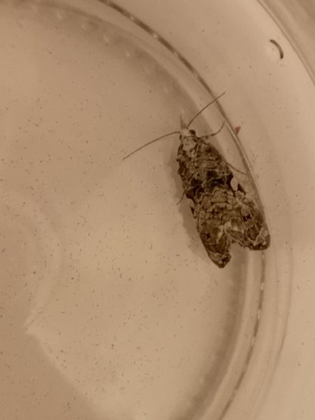 Phtheochroa rugosana  - Françoise Rauzieres (TGB-SSNTG)
