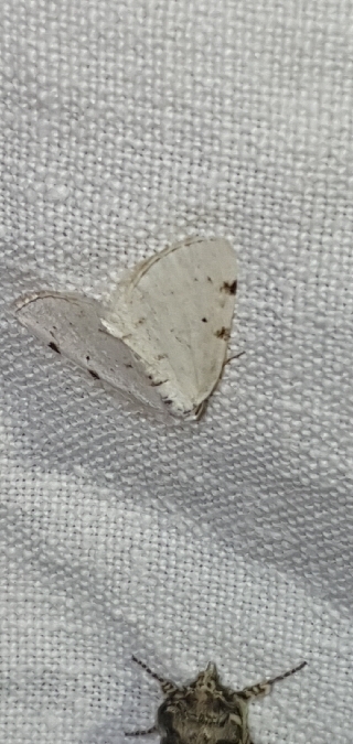 Lomographa bimaculata  - Melchior Viallet