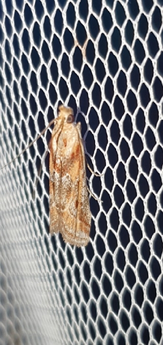 Ancylosis cinnamomella  - Melchior Viallet