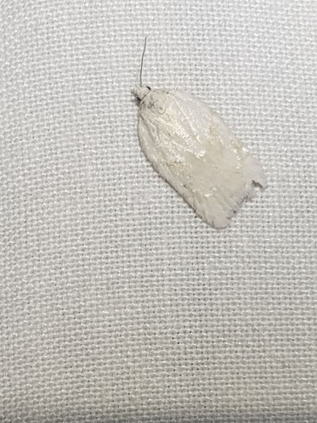 Acleris logiana  - Thomas Lux