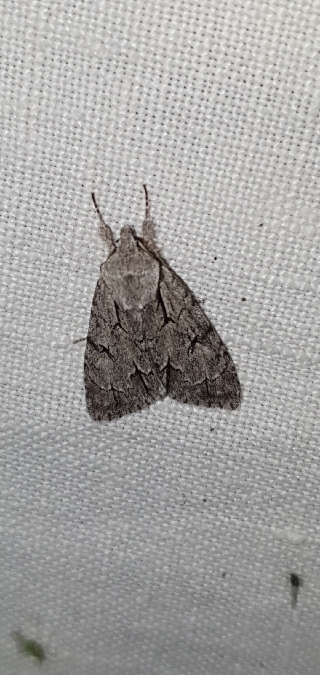 Acronicta psi  - Melchior Viallet