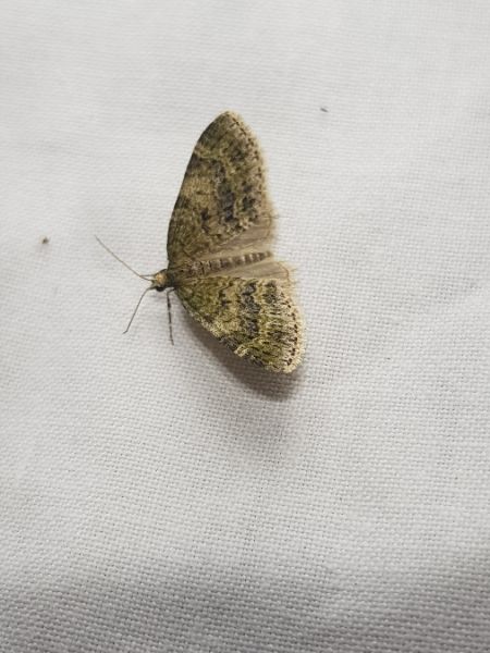 Acasis viretata  - Thomas Lux