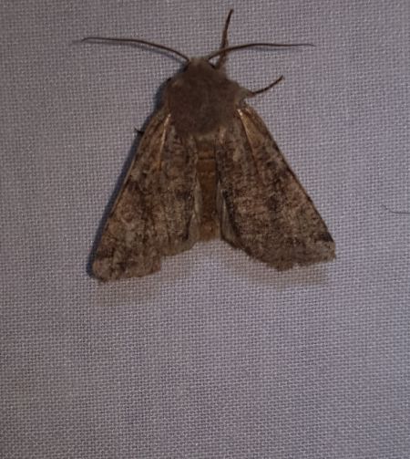 Orthosia incerta  - Thomas Lux