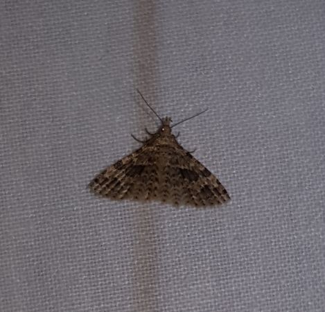Alucita hexadactyla  - Thomas Lux