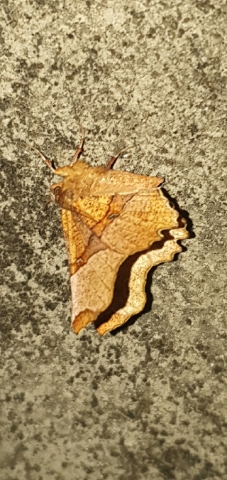 Selenia lunularia  - Melchior Viallet
