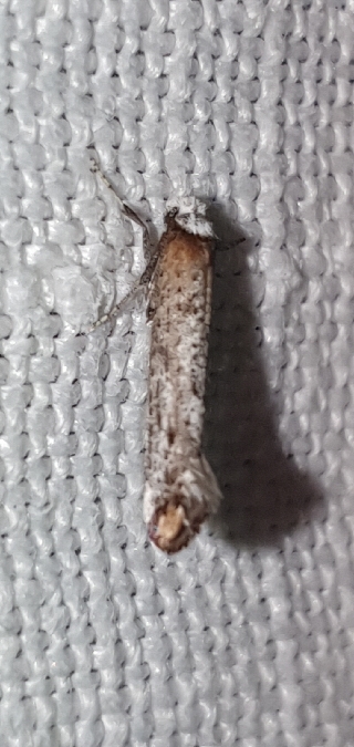 Pseudoswammerdamia combinella  - Melchior Viallet