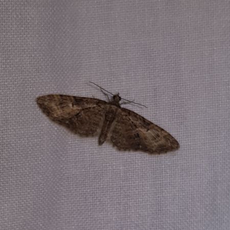 Eupithecia abbreviata  - Thomas Lux