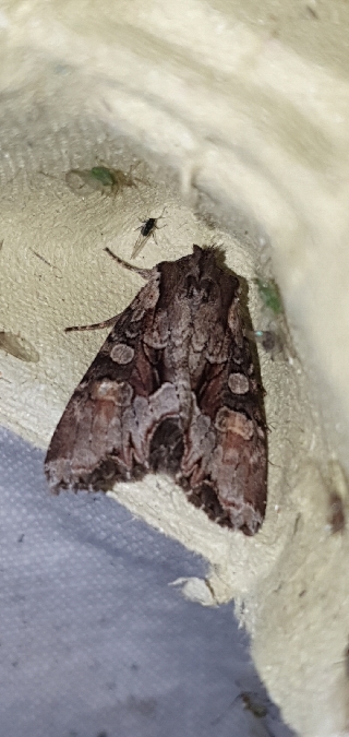 Lacanobia w-latinum  - Melchior Viallet