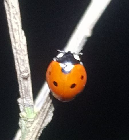 Coccinelle à sept points  - Thomas Lux
