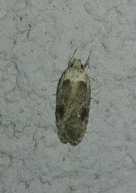 Agonopterix alstromeriana 