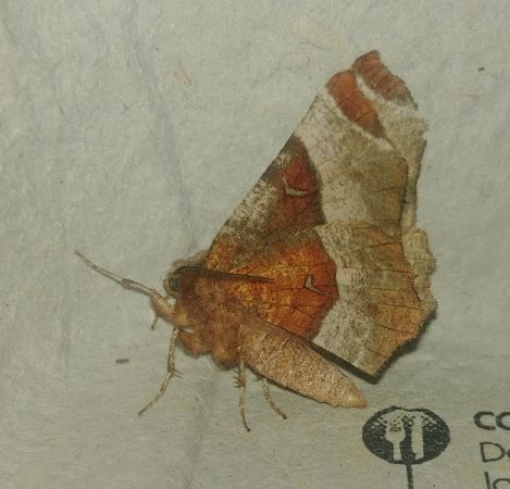 Selenia tetralunaria 