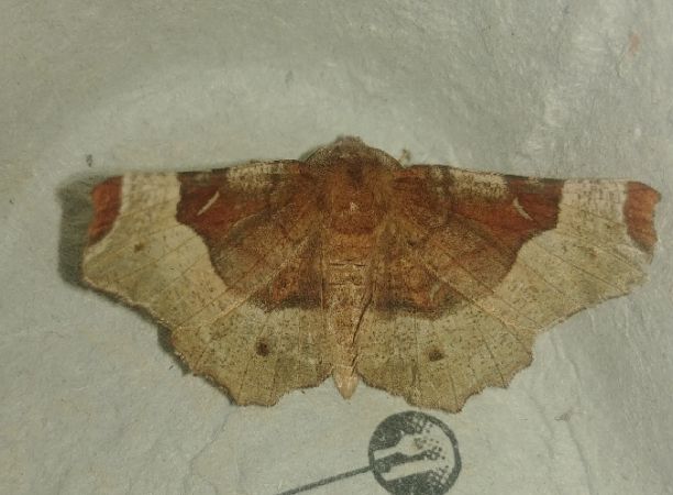 Selenia tetralunaria 