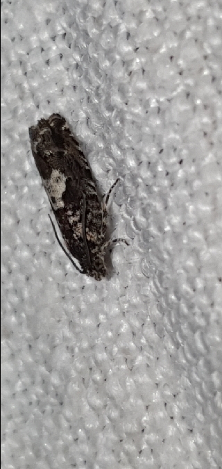 Pammene argyrana  - Melchior Viallet