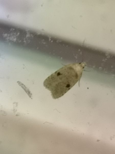 Agonopterix arenella  - Françoise Rauzieres (TGB-SSNTG)