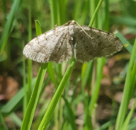 Aethalura punctulata  - Thomas Lux