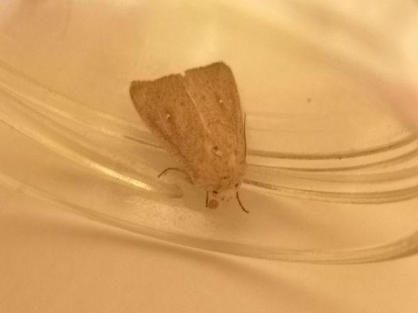 Mythimna sicula  - Françoise Rauzieres (TGB-SSNTG)