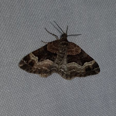 Xanthorhoe biriviata  - Thomas Lux