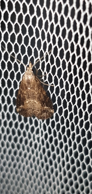 Schrankia costaestrigalis  - Melchior Viallet
