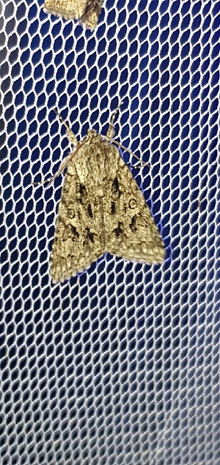 Acronicta auricoma  - Melchior Viallet