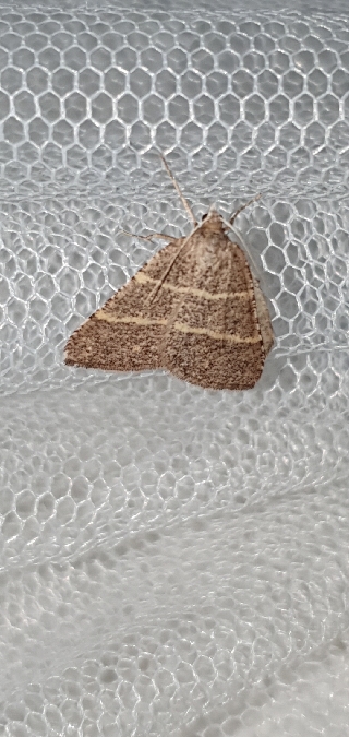 Petrophora narbonea  - Melchior Viallet
