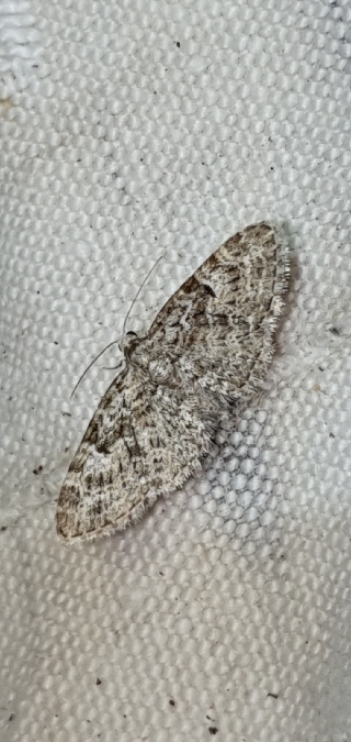 Eupithécie sagittée  - Melchior Viallet