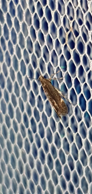 Aproaerema anthyllidella  - Melchior Viallet