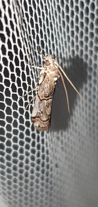 Pempelia palumbella  - Melchior Viallet