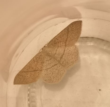 Cyclophora ruficiliaria  - Françoise Rauzieres (TGB-SSNTG)
