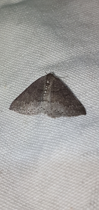 Aleucis distinctata  - Melchior Viallet