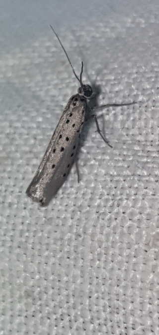 Yponomeuta sedella  - Melchior Viallet