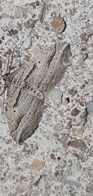 Costaconvexa polygrammata  - Melchior Viallet