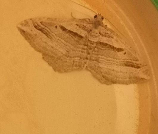 Costaconvexa polygrammata  - Françoise Rauzieres (TGB-SSNTG)