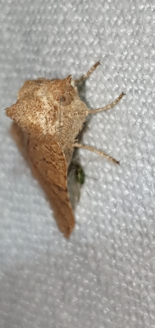 Jodia croceago  - Melchior Viallet