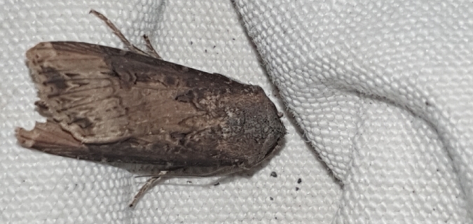 Noctuelle baignée  - Melchior Viallet
