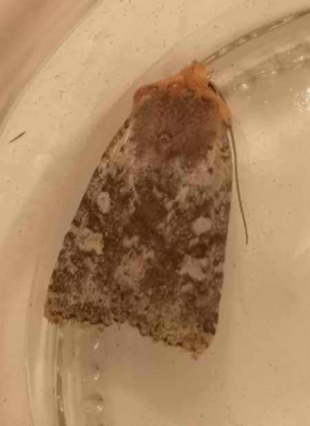 Conistra staudingeri  - Françoise Rauzieres (TGB-SSNTG)