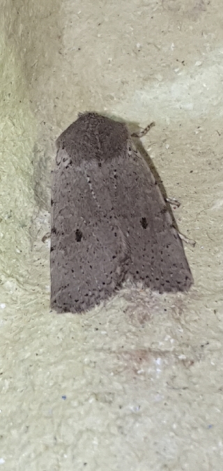 Spudaea ruticilla  - Melchior Viallet