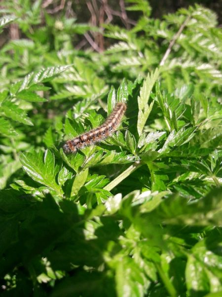 Lasiocampa trifolii  - Sylvain Lethuillier