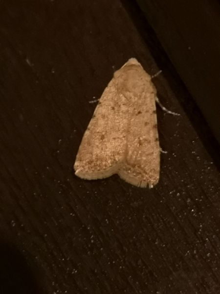 Caradrina sp.  - Françoise Rauzieres (TGB-SSNTG)
