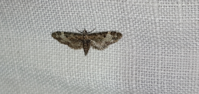 Eupithecia irriguata  - Melchior Viallet