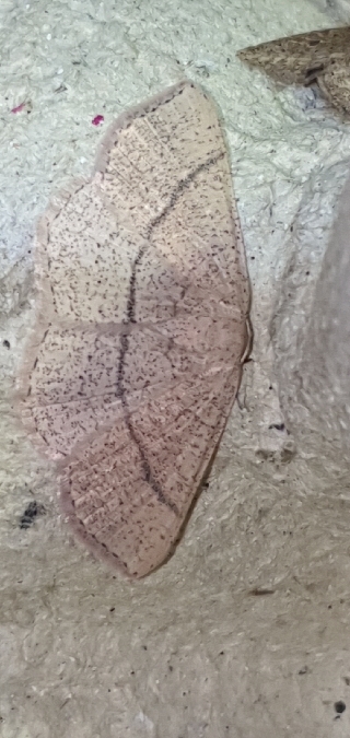 Cyclophora suppunctaria  - Melchior Viallet