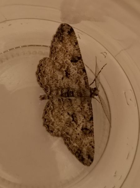 Boarmie rhomboïdale  - Françoise Rauzieres (TGB-SSNTG)