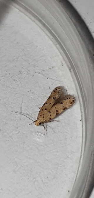 Pseudotelphusa paripunctella  - Melchior Viallet