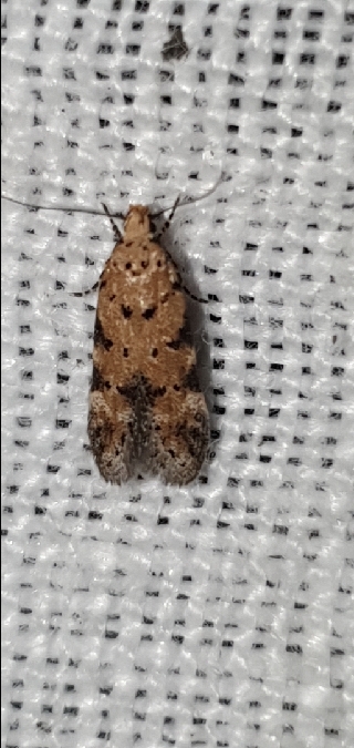 Pseudotelphusa paripunctella  - Melchior Viallet