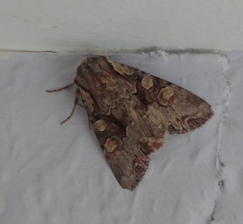 Lacanobia w-latinum 