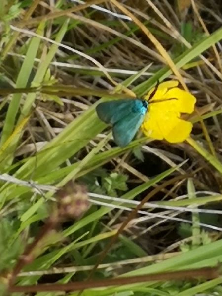Adscita sp.  - Françoise Rauzieres (TGB-SSNTG)