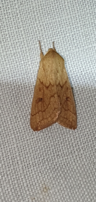 Mythimna vitellina  - Melchior Viallet