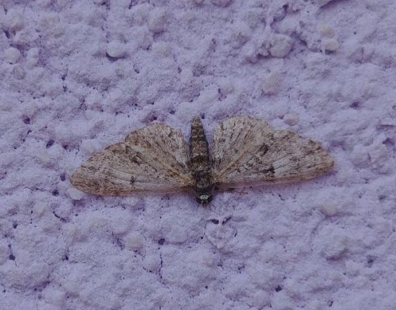 Eupithécie sagittée 