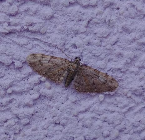 Eupithécie sagittée 